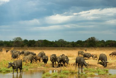 Fırtınalı bir gökyüzünün altında, Sri Lanka kırsalında bizonlar.