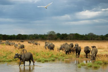 Fırtınalı bir gökyüzünün altında, Sri Lanka kırsalında bizonlar.