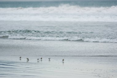Kaliforniya, ABD sahilinde küçük bir kuş sürüsü.