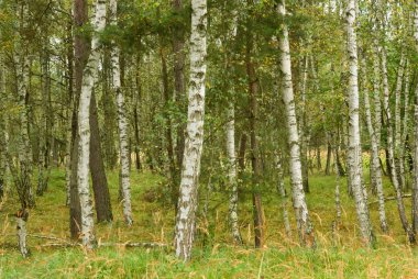 Yaz mevsiminde huş ağacı ormanı, Çek Cumhuriyeti kırsal kesimi