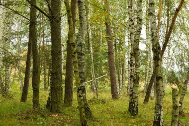 Yaz mevsiminde huş ağacı ormanı, Çek Cumhuriyeti kırsal kesimi