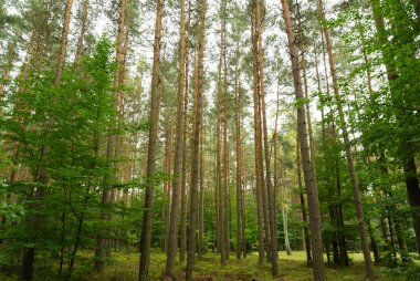 Yazın Çam Ağacı Ormanı, Çek kırsal Cumhuriyeti