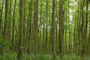Kalın yeşil geniş yapraklı orman, kırsal Çek Cumhuriyeti