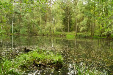 Yazın bataklık Avrupa ormanları, kırsal Çek Cumhuriyeti