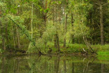 Yazın bataklık Avrupa ormanları, kırsal Çek Cumhuriyeti