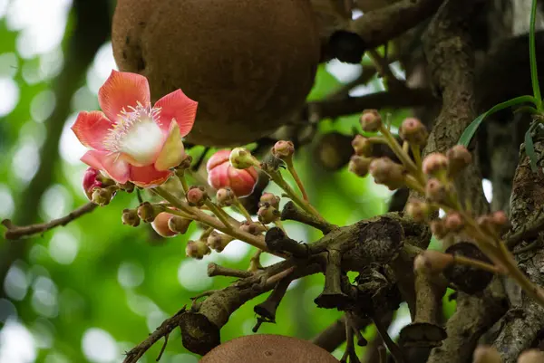 Closeup top mermisi çiçek, Couroupita guianensis