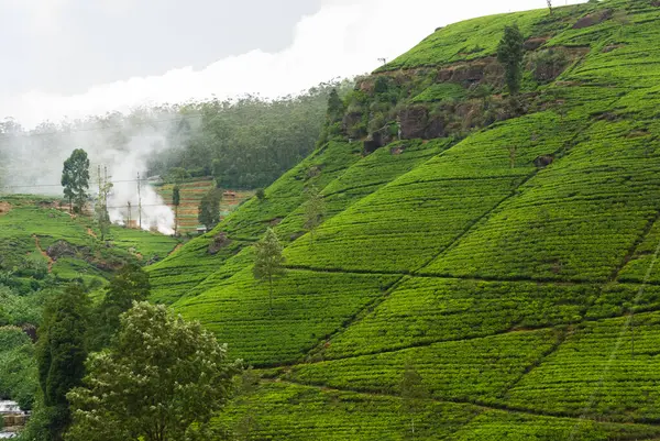 Çay ekimi, Nuwara Eliya, Sri Lanka