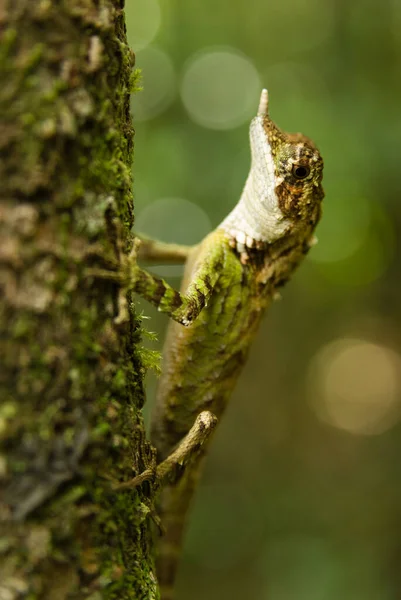Gergedan boynuzlu kertenkele nam-ı diğer Ceratophora stoddartii