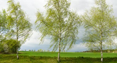 Bir bulutlu bahar yatay, huş ağaçları