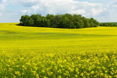Yaz mevsiminde, Çek Cumhuriyeti kırsal kesiminde ırz düşmanı tarlası