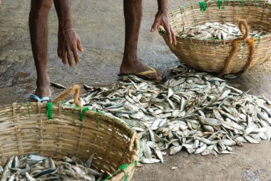 Negombo Balık Pazarı, Sri Lanka 'da taze balık yakalandı.