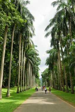 Peradeniya Kraliyet Botanik Bahçeleri 'ndeki Palm Tree Caddesi, Sri Lanka
