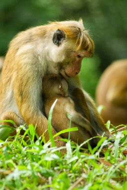 Makak anne ile bebeği