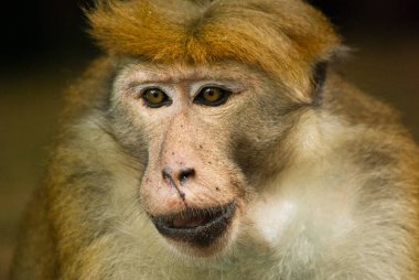 Peradeniya Botanik Bahçeleri, Sri Lanka 'da erkek makağı