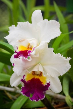Beyaz orkide çiçeği, Peradeniya botanik bahçeleri, Sri Lanka