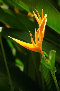 Heliconia psittacorum, sarı tropikal çiçek