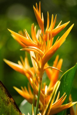 Heliconia psittacorum, sarı tropikal çiçek