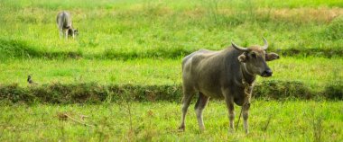 Tarlalarda evcilleştirilmiş su bufalosu
