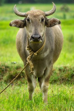 Tarlalarda evcilleştirilmiş su bufalosu