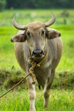 Tarlalarda evcilleştirilmiş su bufalosu