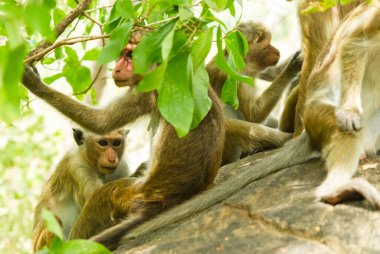 Bir grup makak birbirini tımar ediyor.