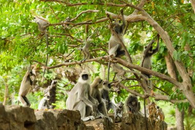 Ağaçtaki bir grup gri langur maymunu