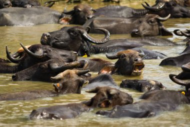Sri Lanka kırsalında, suda bufalo sürüsü