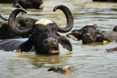 Sri Lanka kırsalında, suda bufalo sürüsü
