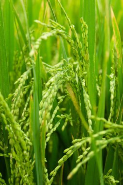 Kırsal Sri Lanka 'da çeltik tarlasında pirinç tarlaları.