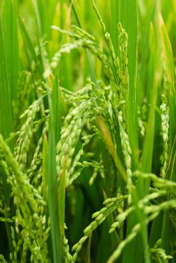 Kırsal Sri Lanka 'da çeltik tarlasında pirinç tarlaları.