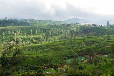 Çay tarlaları ve sebze tarlaları olan Sri Lanka tepesi ülkesi