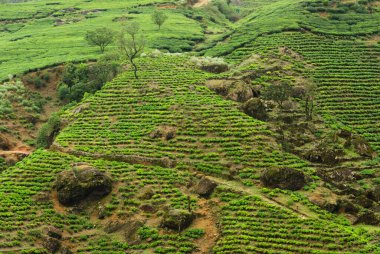 Çay ekimi, Nuwara Eliya, Sri Lanka