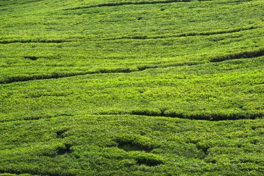 Çay ekimi, Nuwara Eliya, Sri Lanka