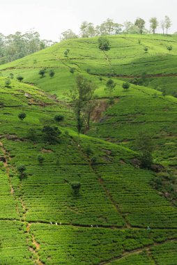 Çay ekimi, Nuwara Eliya, Sri Lanka