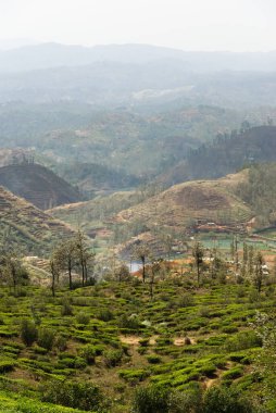 Nuwara Eliya, Sri Lanka çevresindeki çay tarlaları.
