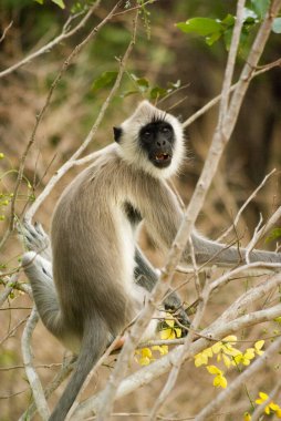 Kırsal Sri Lanka 'da bir dalda gri langur maymunu