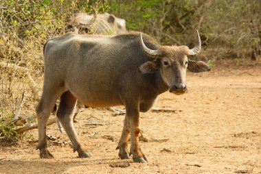 Yala Ulusal Parkı 'nda vahşi su bufaloları
