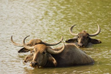 Yala Ulusal Parkı 'nda sudaki vahşi su buffaloları