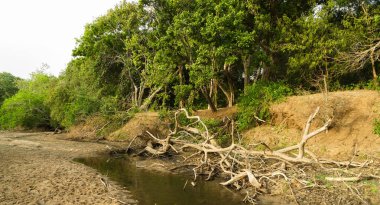 Yala Ulusal Parkı 'nda kurumuş ağaç.