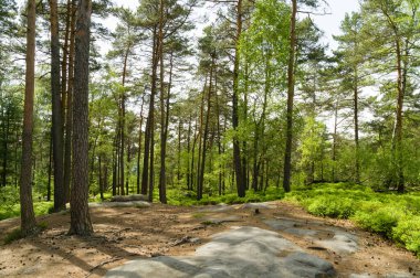 Cesky raj, nam-ı diğer Bohemya Cenneti 'nde yürüyüş yapmak.