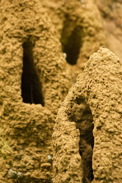 Peradeniya Botanik Bahçeleri, Sri Lanka 'daki termit kolonisi