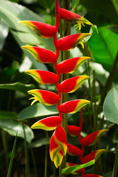 Heliconia rostrata, kırmızı Yengeç pençesi çiçek