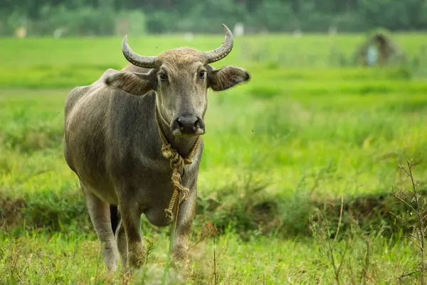 Tarlalarda evcilleştirilmiş su bufalosu