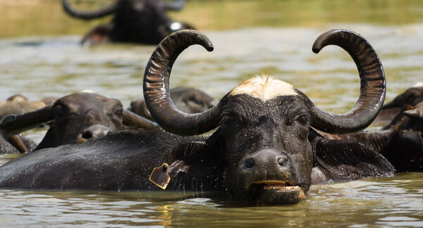 Water buffalo herd in water, rural Sri Lanka