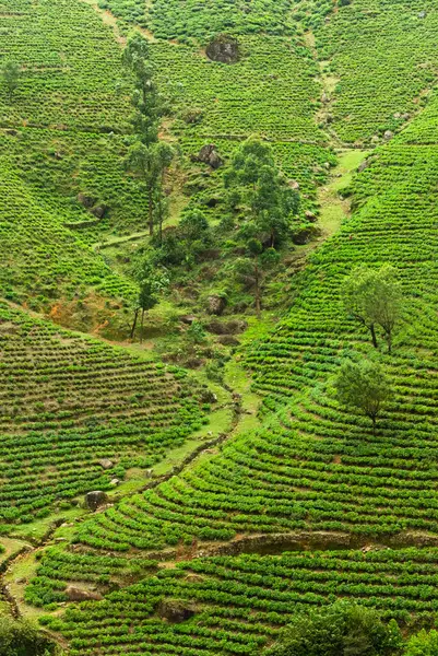 Çay ekimi, Nuwara Eliya, Sri Lanka