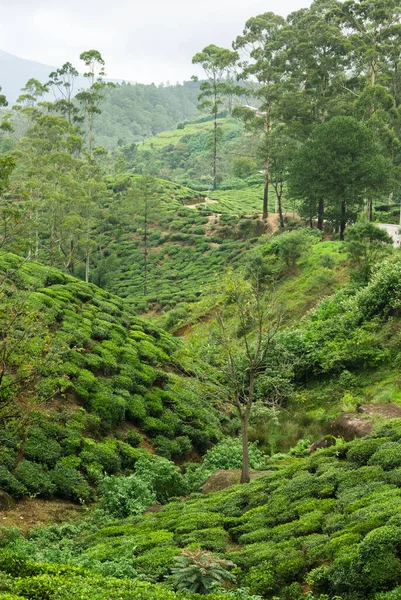 Çay ekimi, Nuwara Eliya, Sri Lanka