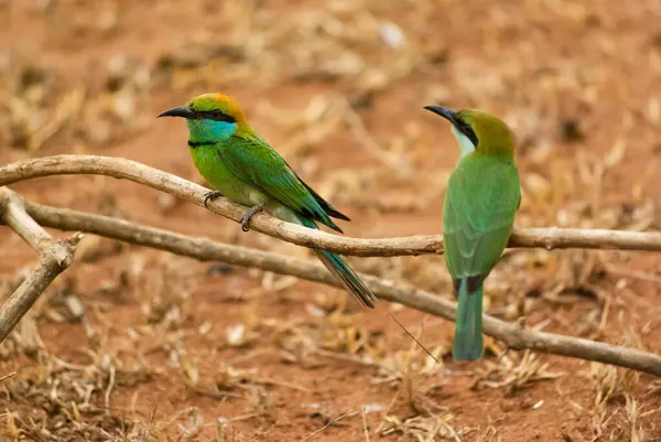 Two green bee-eater birds sitting on a dry twig