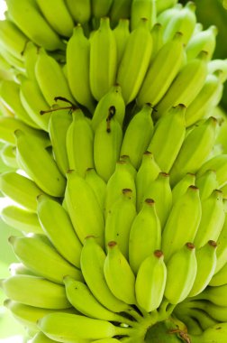 Buch ağaçta olgunlaşma muz