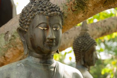 Buda heykelleri ile kutsal bo ağaç arka planda bronz