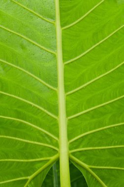 Su damlacıkları ile büyük tropikal yaprak closeup